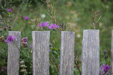 Fototapeta premium Garden fence planks with pink weeds growing through with copy space