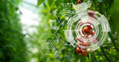 Tomatoes in greenhouse with infographics. Smart farming and precision agriculture 4.0	