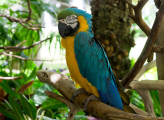 カラフルなオウム