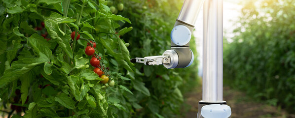 Robot is working in greenhouse with tomatoes. Smart farming and digital agriculture 4.0	
