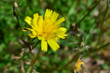 dandelion isolated on green background in a park