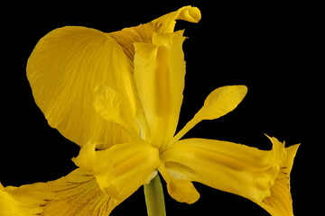 Yellow Iris (Iris pseudacorus). Flower Detail Closeup