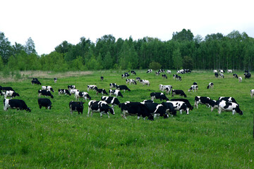 Obraz premium Herd of cows grazing and resting in the middle of the field