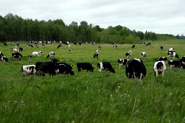 Herd of cows grazing and resting in the middle of the field