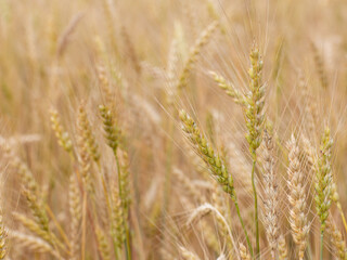wheat ears with cornflowers in the field, a summer July day