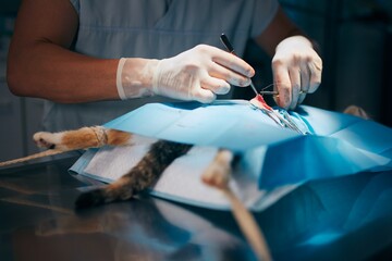 Obraz na płótnie Canvas Cat in animal clinic