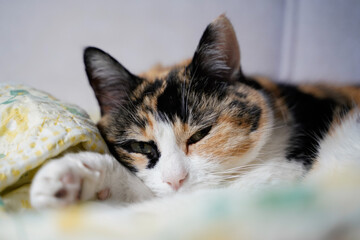 adorable three colored cat sleeping