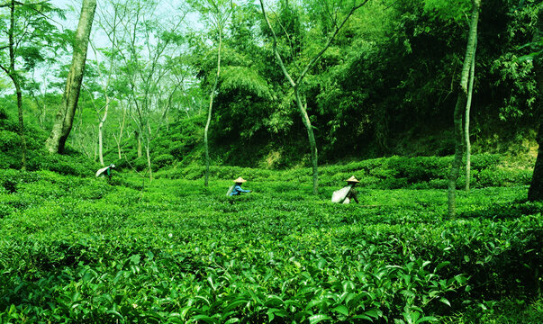 Tea garden around the world
