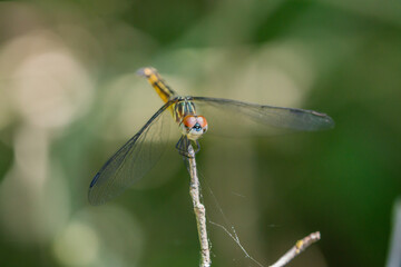 Blue Dasher Dragonfly Perched in Summer
