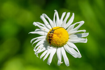 Banded Longhorn Beetle on Ox Eye Daisy