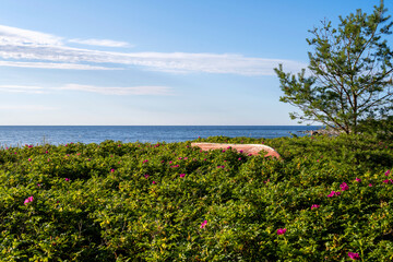 Fototapeta premium Boat laying in wild rose bush with blue ocean in background