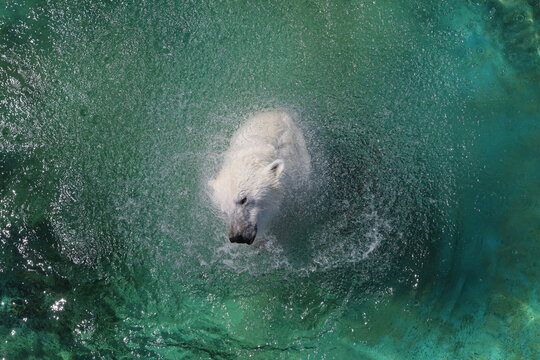 Polar Bear In Water