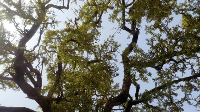 Argan tree, showing the top of the tree with large branches. Slow motion, horizontal 360 degree roll movement. The tree is cultivated for the famous Argan oil that is produced from the kernels of the 