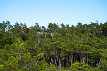 Fototapeta na wymiar Limestone cliff with pine trees underneath, Sweden