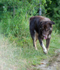 German Shepard dog