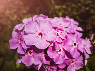 Beautiful lilac flower phlox close-up on a flower bed. The concept of bloom, spring, summer.