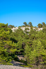 Fototapeta na wymiar Limestone cliff with pine trees underneath, Sweden