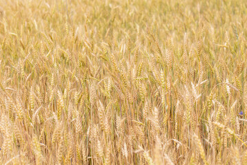 wheat ears with cornflowers in the field, a summer July day