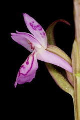 Early Marsh Orchid (Dactylorhiza incarnata). Flower Closeup