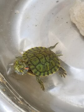 Red Eared Slider