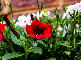 RED FLOWER