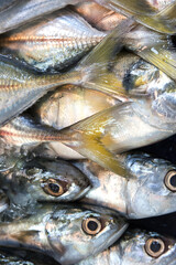 Fototapeta premium Fresh fish is laid out for sale