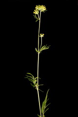 Kidney Vetch (Anthyllis vulneraria). Habit