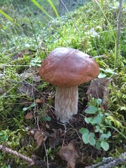 mushroom in the forest