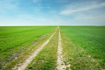 Fototapeta na wymiar Long dirt road through green fields, horizon and clear skies
