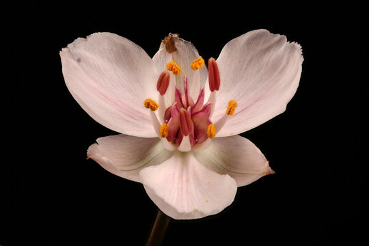 Flowering Rush (Butomus umbellatus). Flower Closeup
