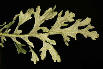 Common Ragwort (Senecio jacobaea). Leaf Closeup