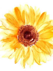 Hand drawn watercolor sunflower in yellow color.
