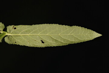 Marsh Woundwort (Stachys palustris). Leaf Closeup