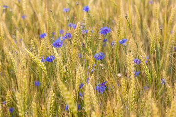 Obraz premium wheat ears with cornflowers in the field, a summer July day