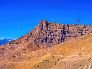 Bird Flying Around Flat Hill Top