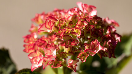 Fototapeta premium Hydrangea flower in close up in a garden, United Kingdom
