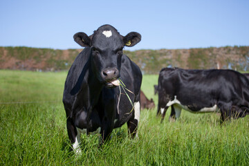 cow eating grass in the field