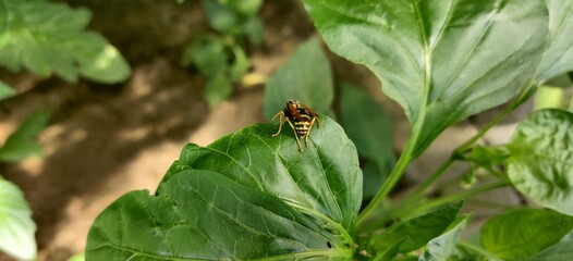 wasp on a leaf