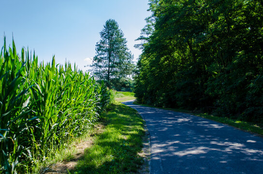 Un tratto della Via Francigena prima di arrivare ad Orio Litta e al Po