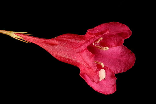 Early-Flowering Weigela (Weigela praecox). Flower Closeup
