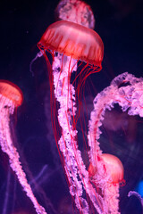 jelly fish in the aquarium © Costy