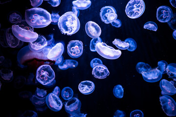 jellyfish under water