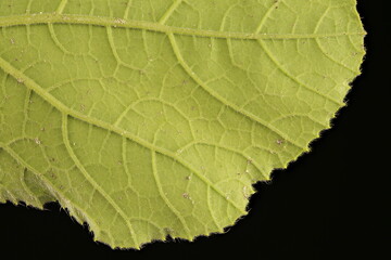 Fototapeta premium Pumpkin (Cucurbita maxima). Leaf Detail Closeup