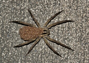 Rabid Wolf spider (Rabidosa rabida), female with spiderling babies on her back. Also called the Texas Wolf spider, this specimen is hunting outdoors at night in Houston, TX.