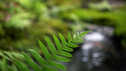 Fern forest tropical jungle close-up green lush waterfall background