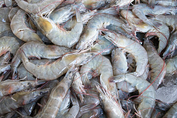Close-up fresh white shrimp on ice for sell at  maket
