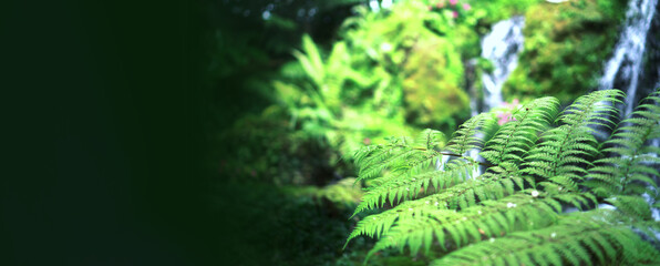 Fern forest tropical jungle close-up green lush waterfall background banner