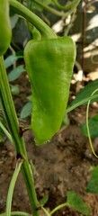 green pepper plant