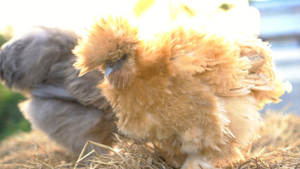 Two of silkie chicken in free range farm fluffy livestock in morning sun