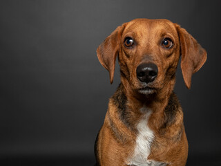 Frontal studio portrait of a brown Segugio maremmano dog in front of a dark gray background.